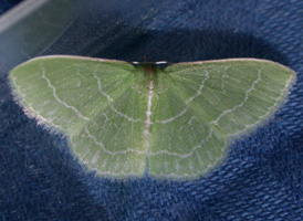 Wavy-lined Emerald